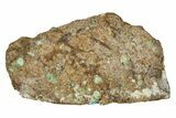 Polished Turquoise Section - Number Mine, Carlin, NV #244468-1